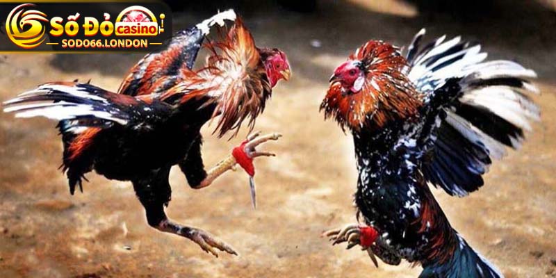 Đa dạng các giống gà tham gia